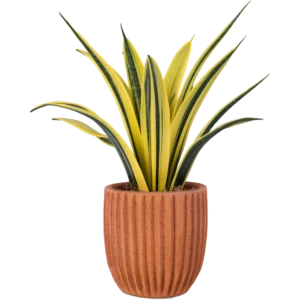 Aglonema