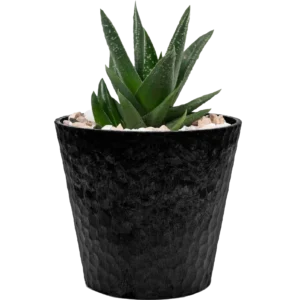 Jade Plant Mini