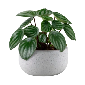 Ficus Lyrata Plant